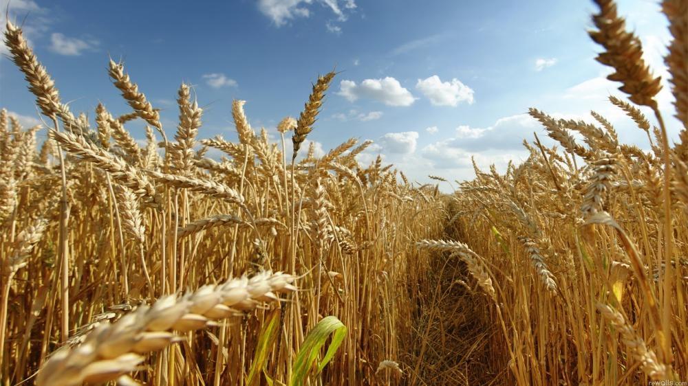 Copercampos realiza Dia de Campo para discutir produção de trigo em Ituporanga  