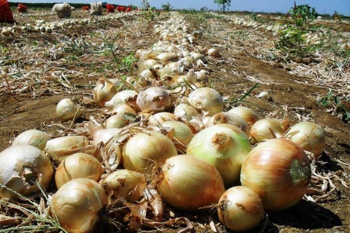 Custo da produção de cebola será tema de reunião na próxima semana em Ituporanga