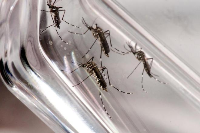 Dois casos suspeitos de febre amarela no Alto Vale não foram confirmados