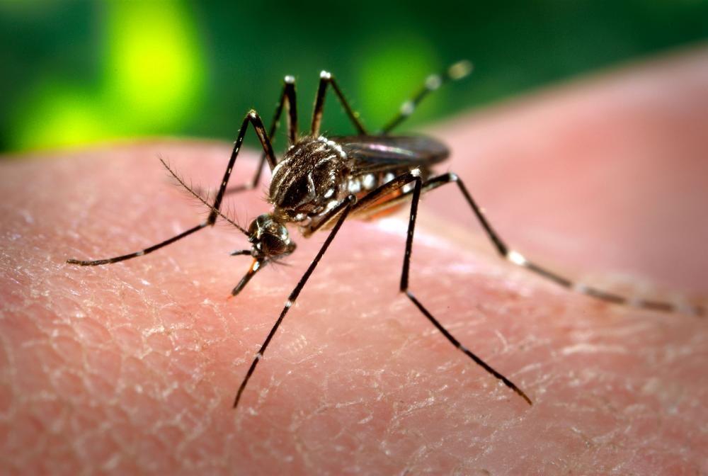 Dois focos do mosquito da dengue foram detectados em Ituporanga