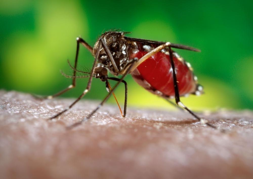 Entidades do Alto Vale se unem no combate ao mosquito Aedes Aegypi 