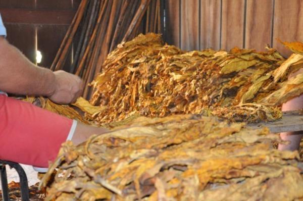 Entidades e empresas retomam as negociações da tabela de preços do fumo