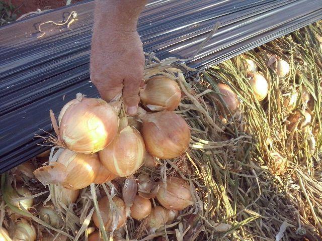 Epagri de Ituporanga desenvolve pesquisa sobre saúde da cebola