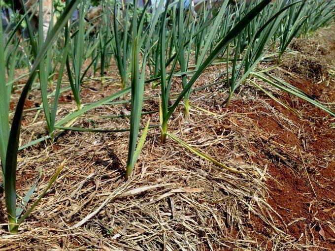 Epagri desenvolve estudo para viabilizar cultivo do alho na Região do Alto Vale