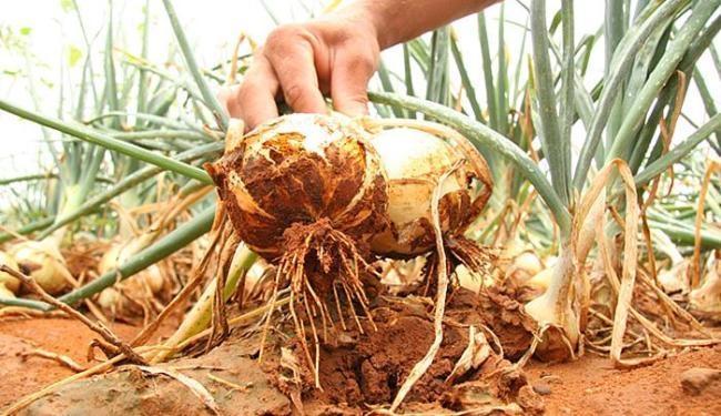 Epagri realiza curso sobre cebola voltado para técnicos agrícolas do Alto Vale