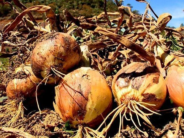 Estiagem prejudica a safra de cebola da região