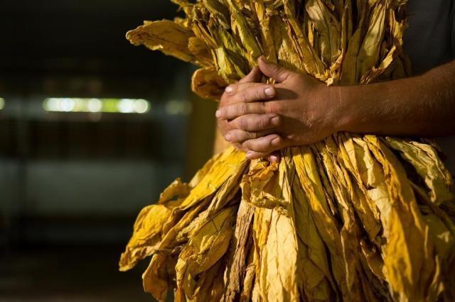 Estudos apontam que pelo menos 50% dos produtores de fumo possui diversificação de culturas