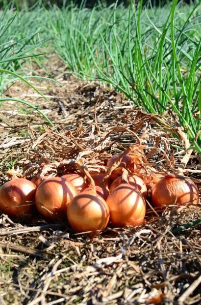 FAO reconhece projeto de Produção Integrada de Cebola da Epagri 