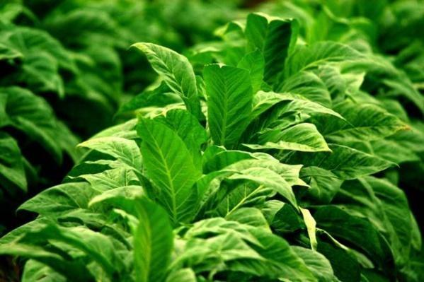 Fecha sem acordo a segunda rodada de negociação sobre o preço do Tabaco