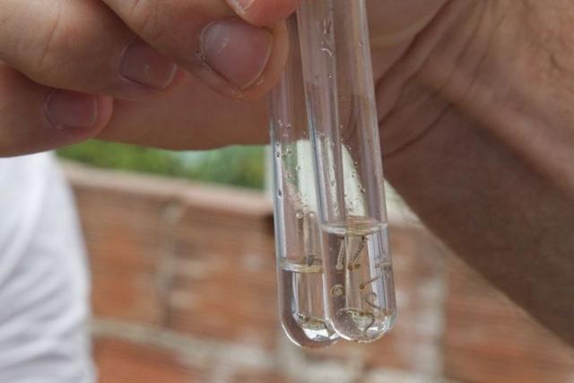 Focos do mosquito da dengue encontrados em Ituporanga estão controlados 