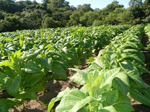 Fórum setorial do tabaco deve definir critérios para a negociação do preço do produto