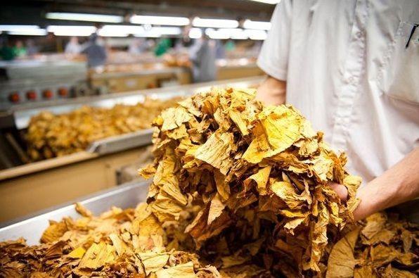 Fumicultores são prejudicados pelo rigor de classificação das empresas fumageiras