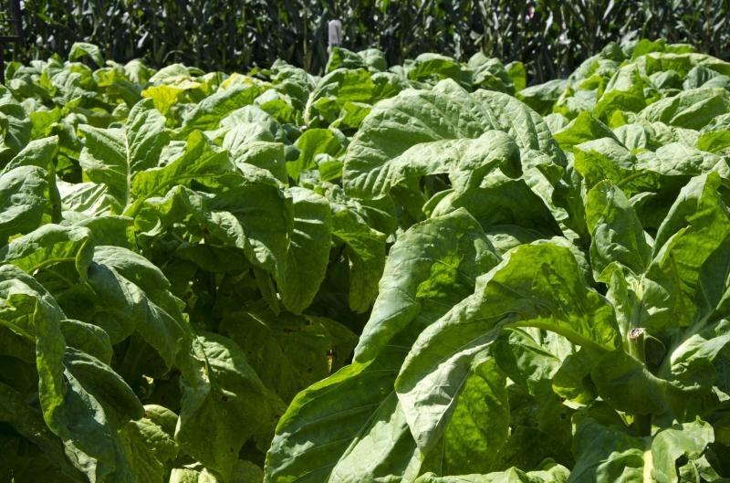 Inicia nesta terça a negociação do preço para safra de tabaco 2016/2017