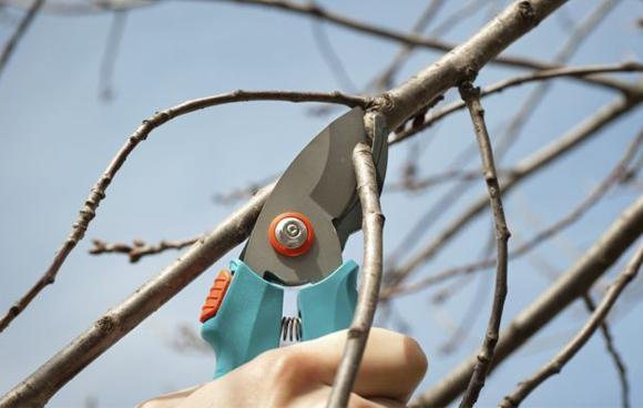 Já fez as podas nas árvores e frutíferas? Técnicos orientam que as podas de inverno devem ser feitas em julho e agosto