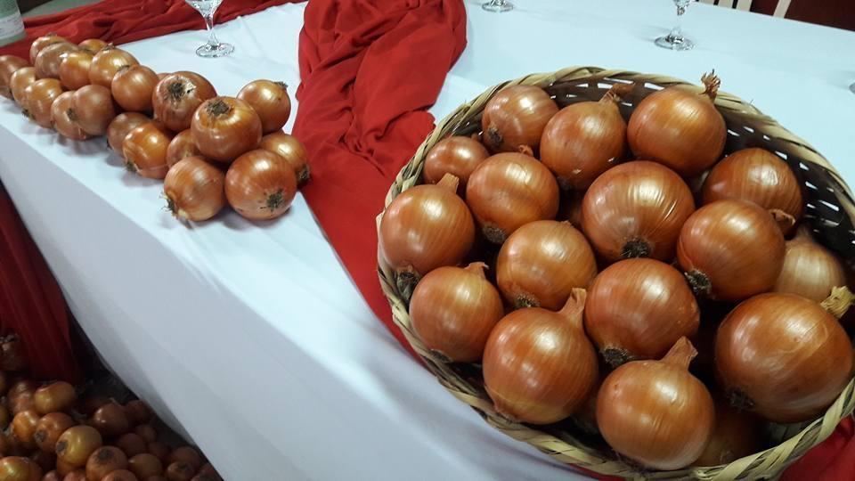 Lançada nova cultivar de cebola na Epagri de Ituporanga