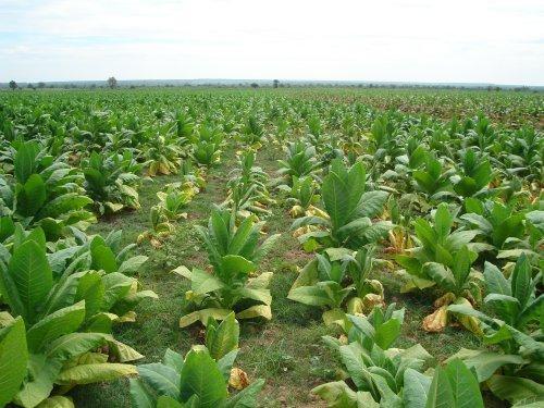 Lavouras de fumo no Alto Vale são atingidas por doença conhecida como “muchadeira”