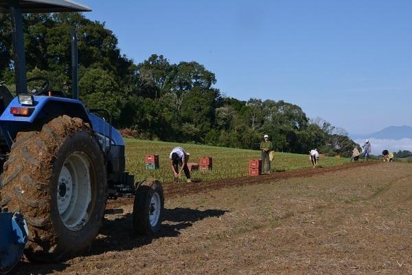 Mais de quatro mil hectares de cebola serão cultivadas em Ituporanga na safra 2017/2018