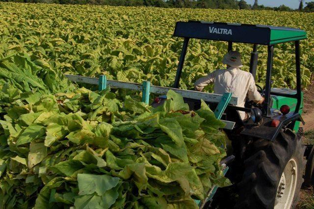 Na contramão das estimativas da Afubra, produção de fumo no Alto Vale terá aumento na próxima safra