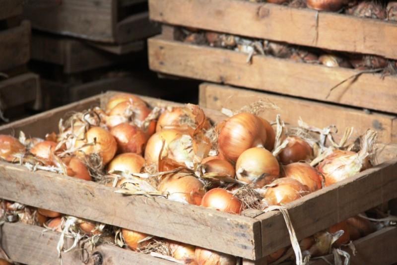 Nova safra de cebola deve ter clima favorável e ser marcada pela permanência dos produtores tradicionais
