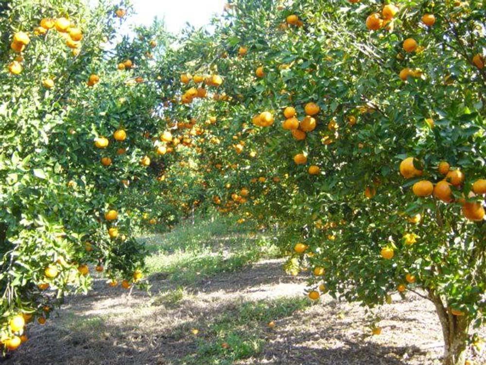 Orientações sobre implantação de manejo de pomares será tema de reunião em Ituporanga