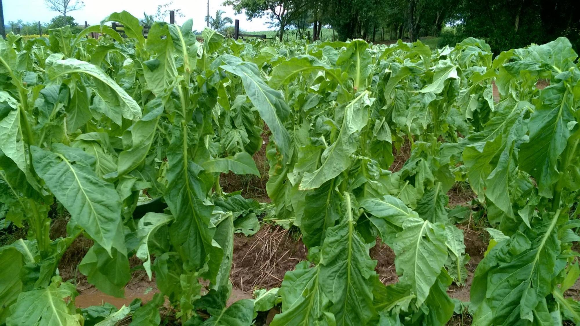 Pelo menos 2.500 produtores de fumo do Alto Vale já tiveram prejuízo nessa safra com o granizo