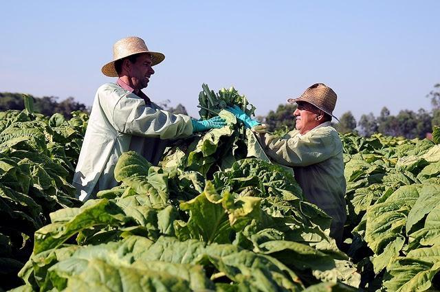 Pesquisa define perfil do produtor de tabaco