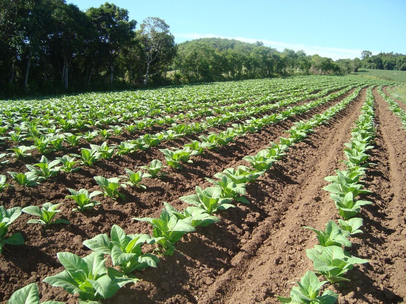 Plantação de fumo teve aumento de pelo menos 5% no Alto Vale