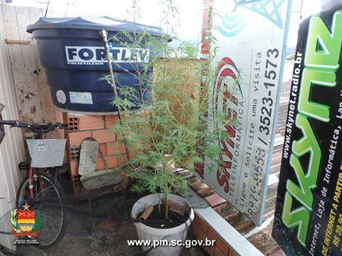 PM apreende pés de maconha de aproximadamente 2 metros, em Lontras 