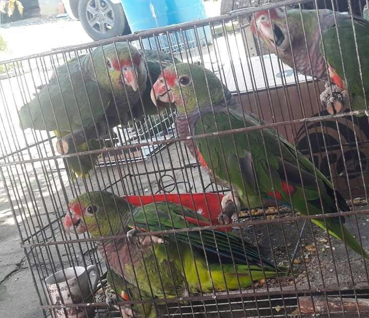 Polícia Ambiental de Rio do Sul apreende pássaros ameaçados de extinção, em Imbuia 