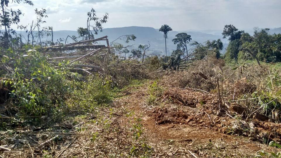 Polícia Ambiental flagra desmatamento de vegetação nativa em Vidal Ramos