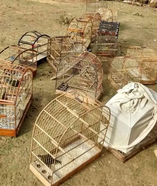 Polícia apreende arma, armadilhas e pássaros silvestres em Petrolândia  