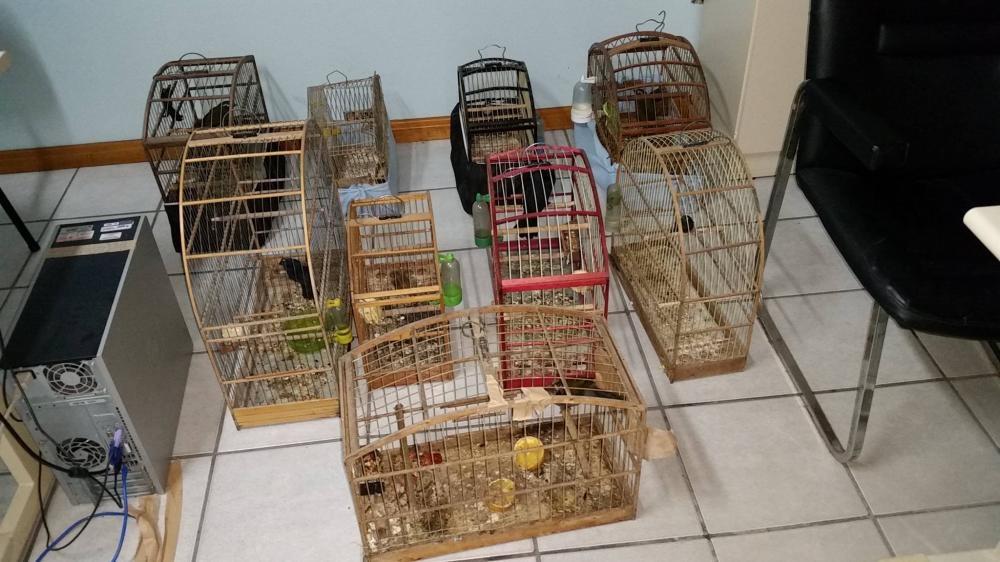 Polícia Civil apreende pássaros silvestres em Ituporanga 