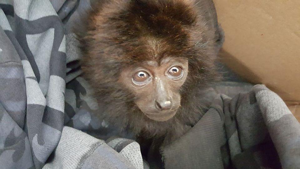 Polícia Militar Ambiental e Polícia Militar resgatam filhote de macaco em Atalanta