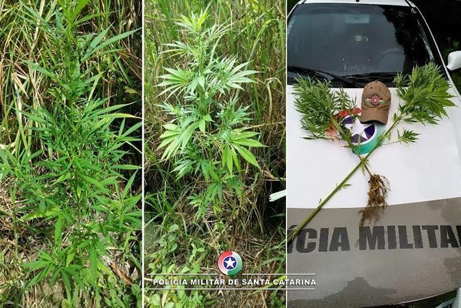 Polícia Militar apreende pés de maconha em Petrolândia 