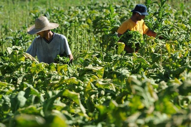 Prazo para fumicultores aderirem ao sistema mutualista da Afubra encerra nesta segunda