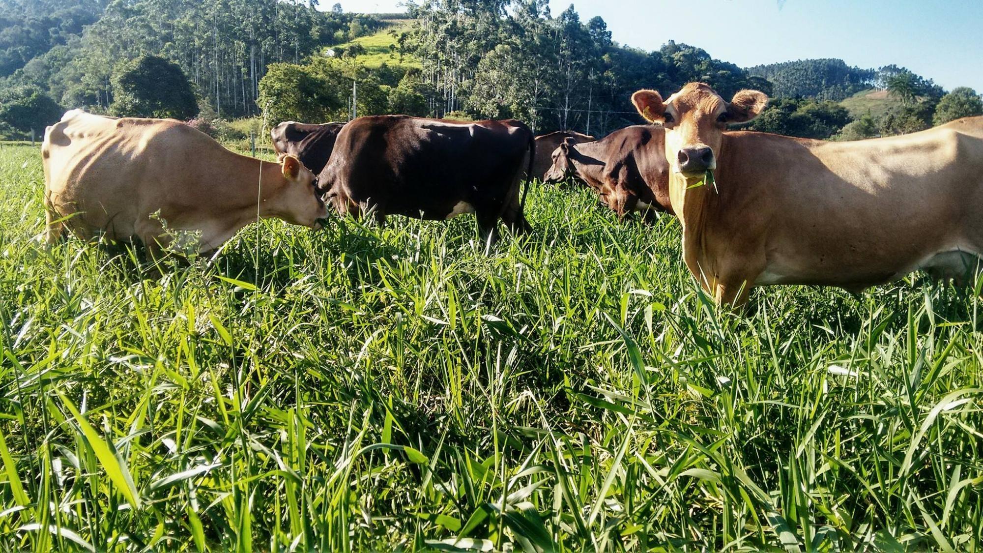 Preço do leite castigou produtores em 2017