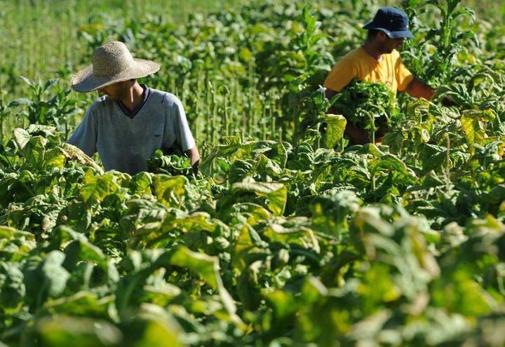 Preço pago no fumo preocupa agricultores no inicio da safra