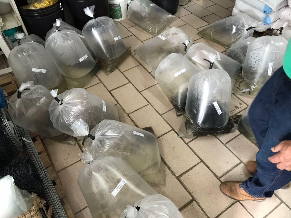 Prefeitura de Petrolândia incentiva a criação de peixes nas propriedades do município