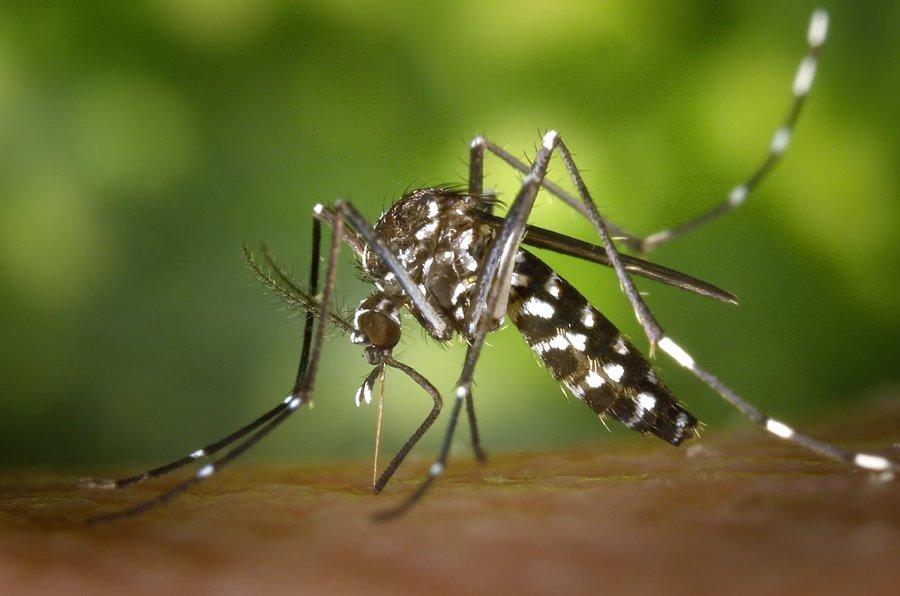 Primeiro foco do mosquito Aedes Aegypti registrado em 2017 no Alto Vale foi detectado em Rio do Sul