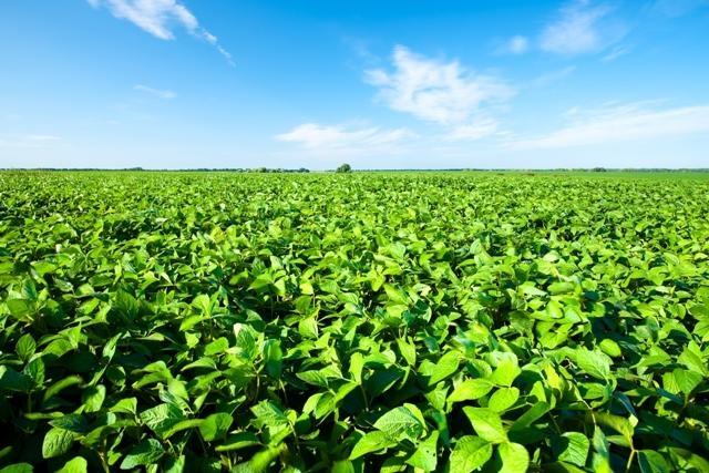 Produtores de cebola trocam a hortaliça pelo cultivo de grãos na região