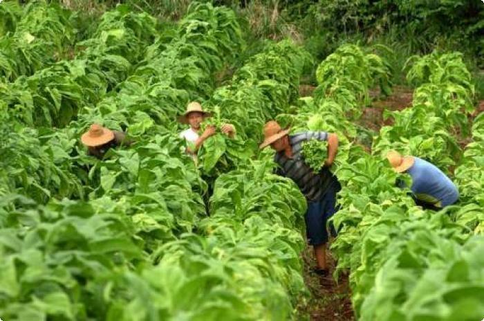 Produtores de fumo enfrentam dificuldades para conseguir financiamentos para diversificação da propriedade