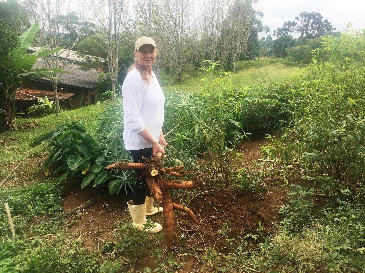 Programa da Fetaesc incentiva abertura de agroindústria de aipim em Ituporanga