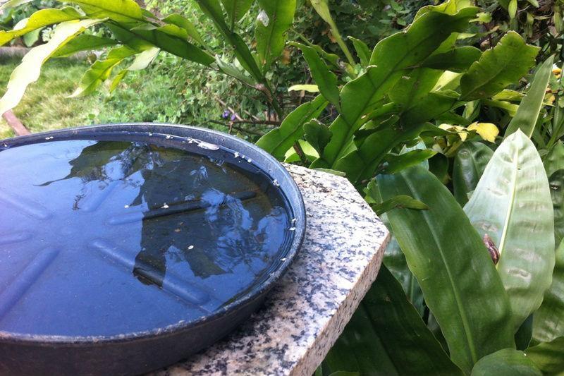 Quatro focos do mosquito Aedes Aegypti encontrados no Alto Vale