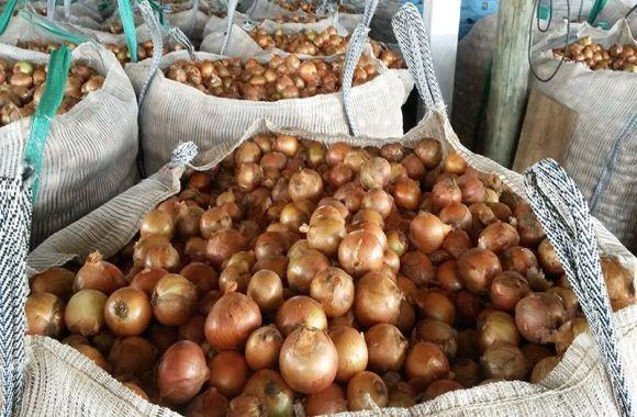 Safra de cebola chega à reta final de comercialização