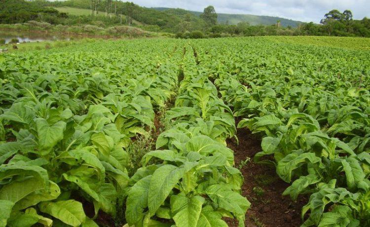 Safra de tabaco deve ter redução de 7% em relação à passada