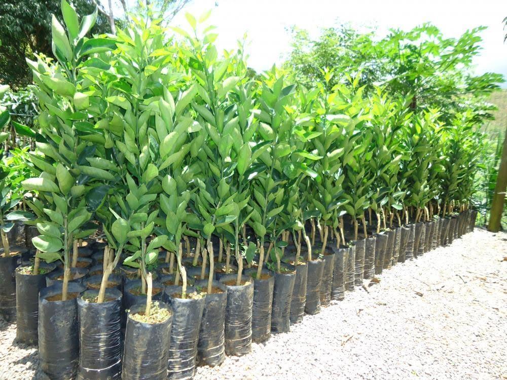Secretaria de Agricultura de Vidal Ramos promove campanha de mudas frutíferas