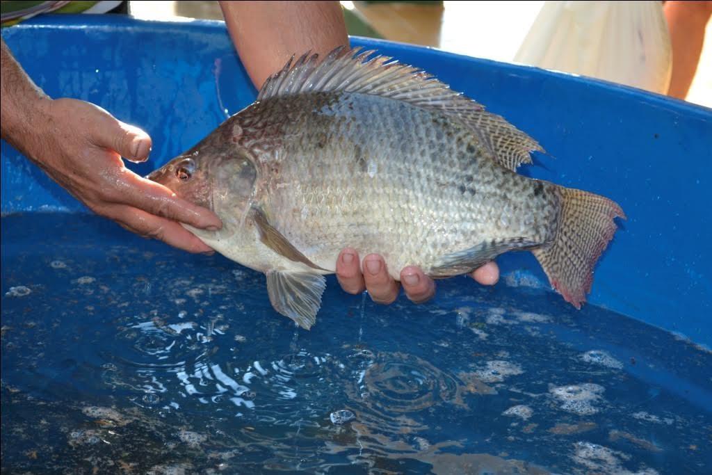 Secretaria de Agricultura de Vidal Ramos promove Feira do Peixe Vivo nesta quinta