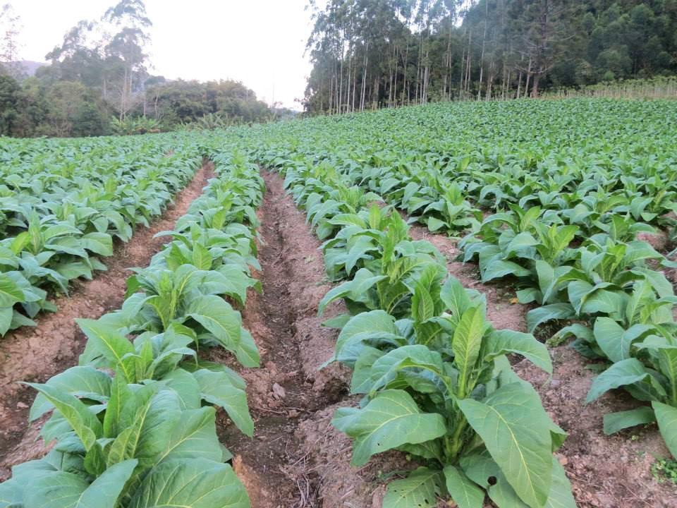 Sinditabaco orienta plantio de milho, feijão e pastagens pós-colheita de tabaco 