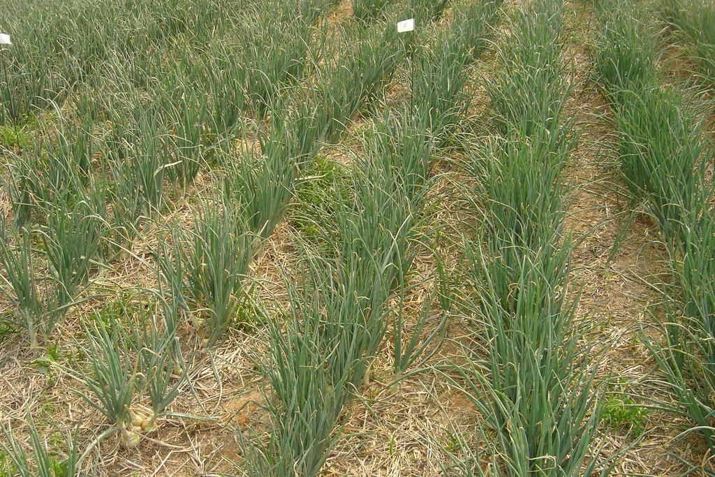Sistema de Plantio Direto de Hortaliças reduz custo de produção em Ituporanga