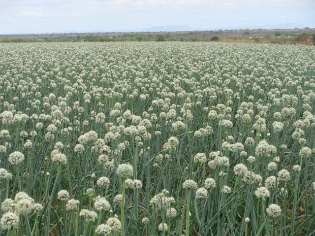 Nova cultivar de cebola desenvolvida pela Epagri de Ituporanga chega ao mercado em 2025